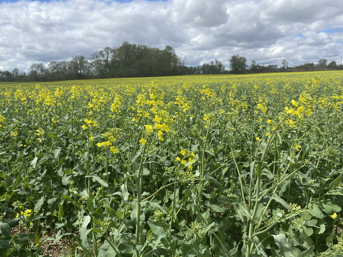 The #corn22 is up, and the #canola22 is coming into bloom! A great day for 1st corn walk training with FS PARTNERS Mitchell and Ayr crop scouts! @FS_PARTNERS #FSPinthefield #Scout22 #OntAg