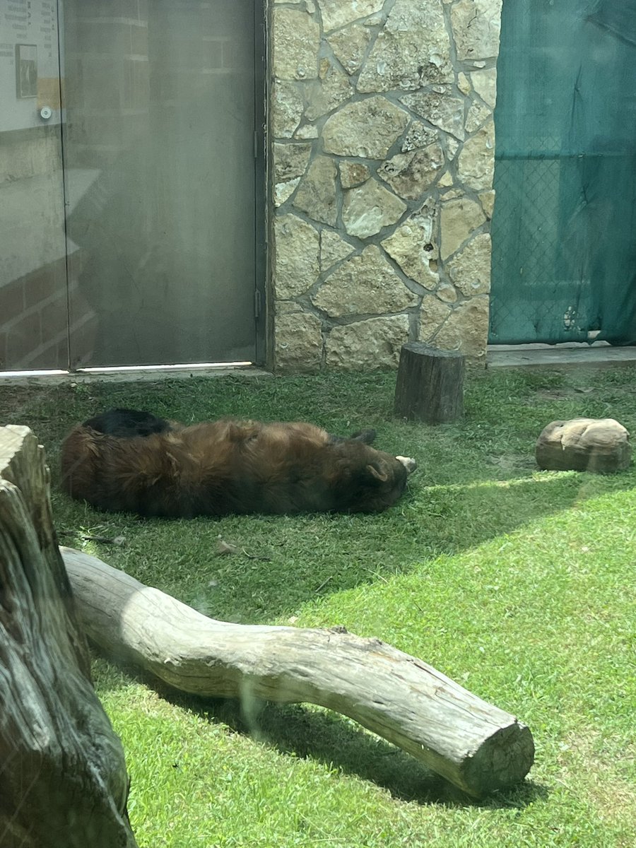 GHS_Ditto tweet media