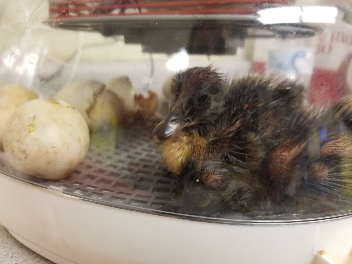 CASDCaln's tweet photo. Mrs. Fogg's class had the opportunity to incubate and hatch chickens and ducks! We were so excited for our chicks and ducks and they were able to share this experience with other classes! @CoatesvilleASD @coatesvillecap @PADeptofEd https://t.co/T2vTab1JfZ