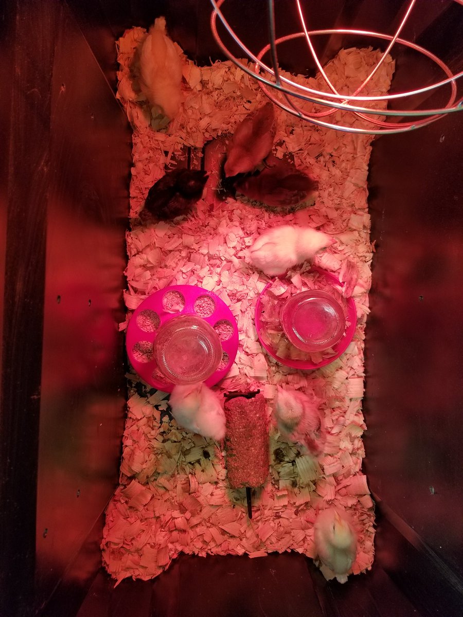CASDCaln's tweet photo. Mrs. Fogg's class had the opportunity to incubate and hatch chickens and ducks! We were so excited for our chicks and ducks and they were able to share this experience with other classes! @CoatesvilleASD @coatesvillecap @PADeptofEd https://t.co/T2vTab1JfZ