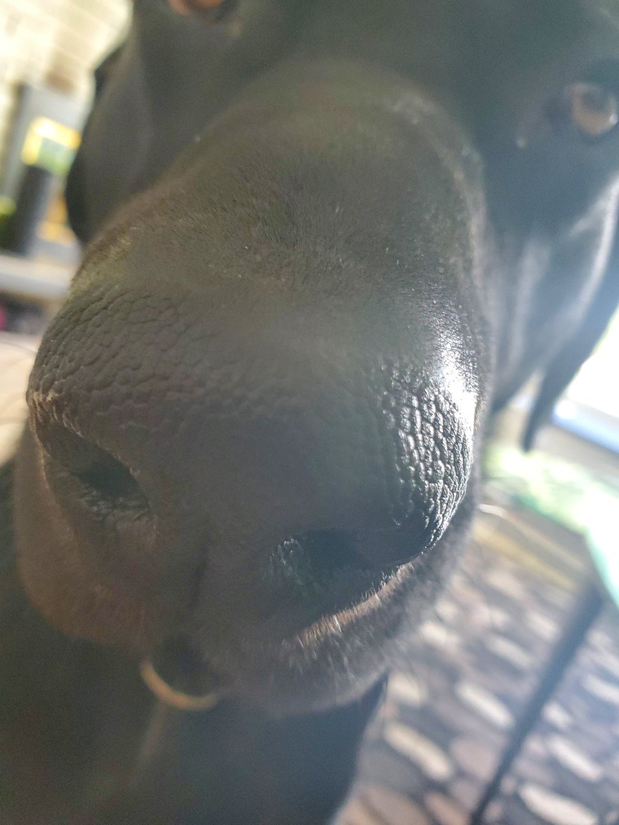 Crescentcardina's tweet photo. BOOP the BORK! ๐#BOOPSNOOT #doggo https://t.co/SwgXtJit6k