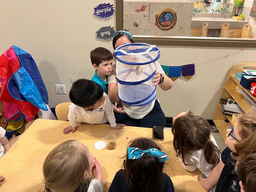 BISCLPNursery's tweet image. Each of our 7 caterpillars have now formed their very own chrysalis! Today, we carefully transferred them from their pot to the net, so they can emerge as butterflies! The children have been captivated by the whole cycle so far! 🐛 🦋 @BISCLincolnPark @The_IEYC