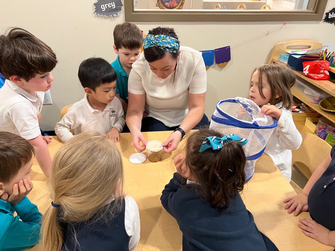 BISCLPNursery's tweet image. Each of our 7 caterpillars have now formed their very own chrysalis! Today, we carefully transferred them from their pot to the net, so they can emerge as butterflies! The children have been captivated by the whole cycle so far! 🐛 🦋 @BISCLincolnPark @The_IEYC