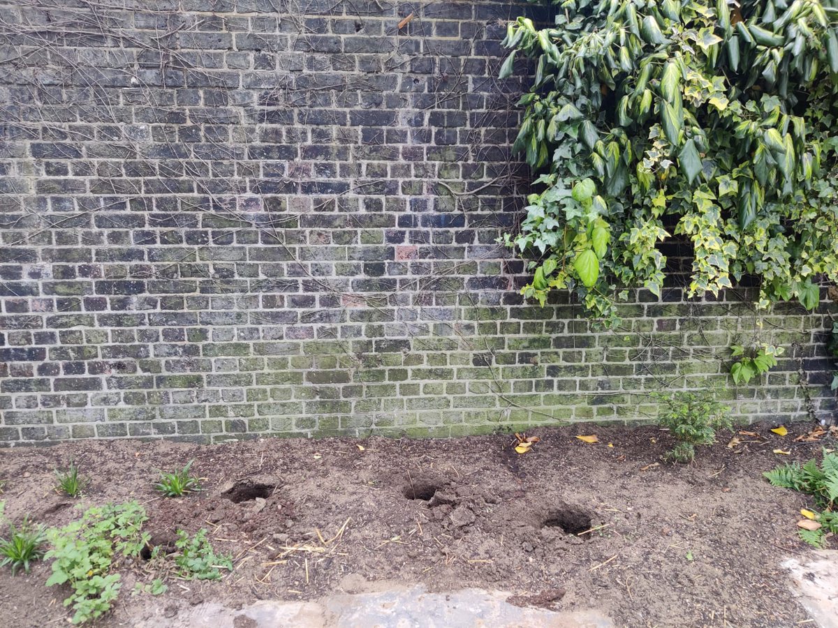 A member of the team looking after the new  'Octupus'community garden Bermondsey this evening discovered the small Yew bushes and watering can stolen. Sad and such a shame.  @BermondseyTrees @alexbirtles @lb_southwark #Bermondsey #communitygardeners