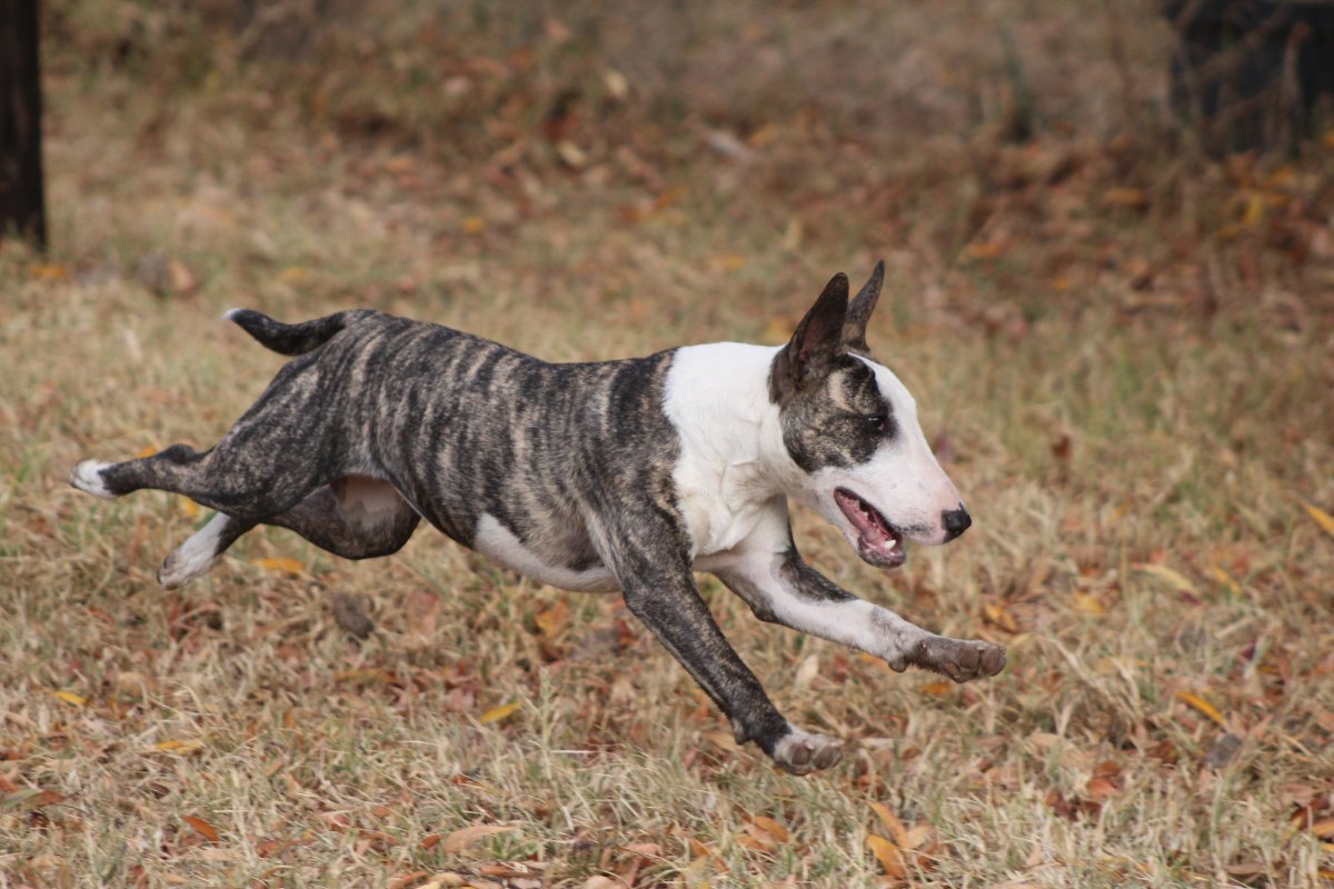 The DogFather Behavioral and Training Center tweet media