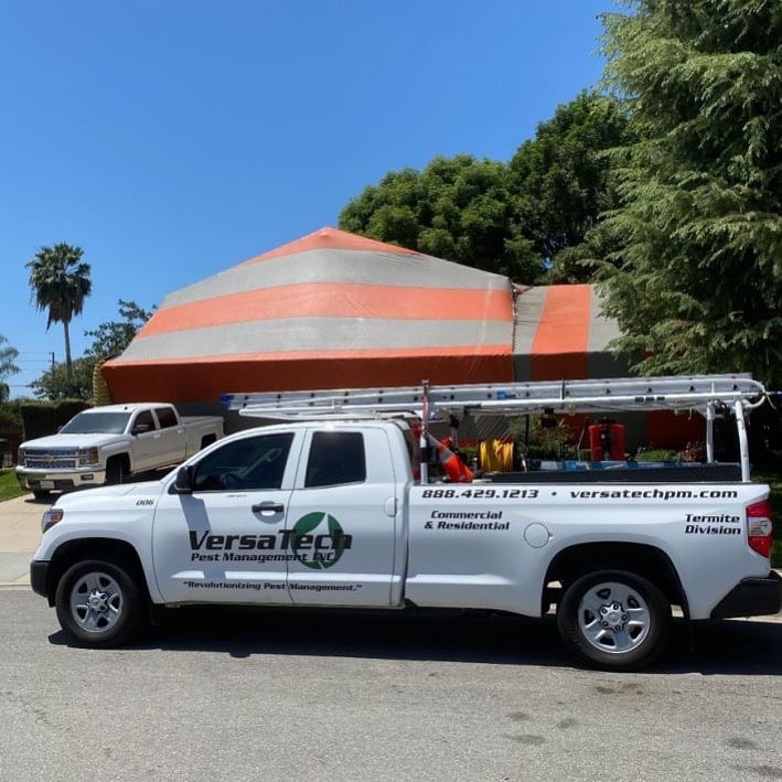 VersaTechPM's tweet photo. What You Need to Know About California Bed Bugs 👉 https://t.co/zIZL7myQTp

#bedbugs #killbedbugs #bedbugkillers #bedbugtreatments #howtogetridofbedbugs #LosAngelesPestControl https://t.co/knYIlaxrE7