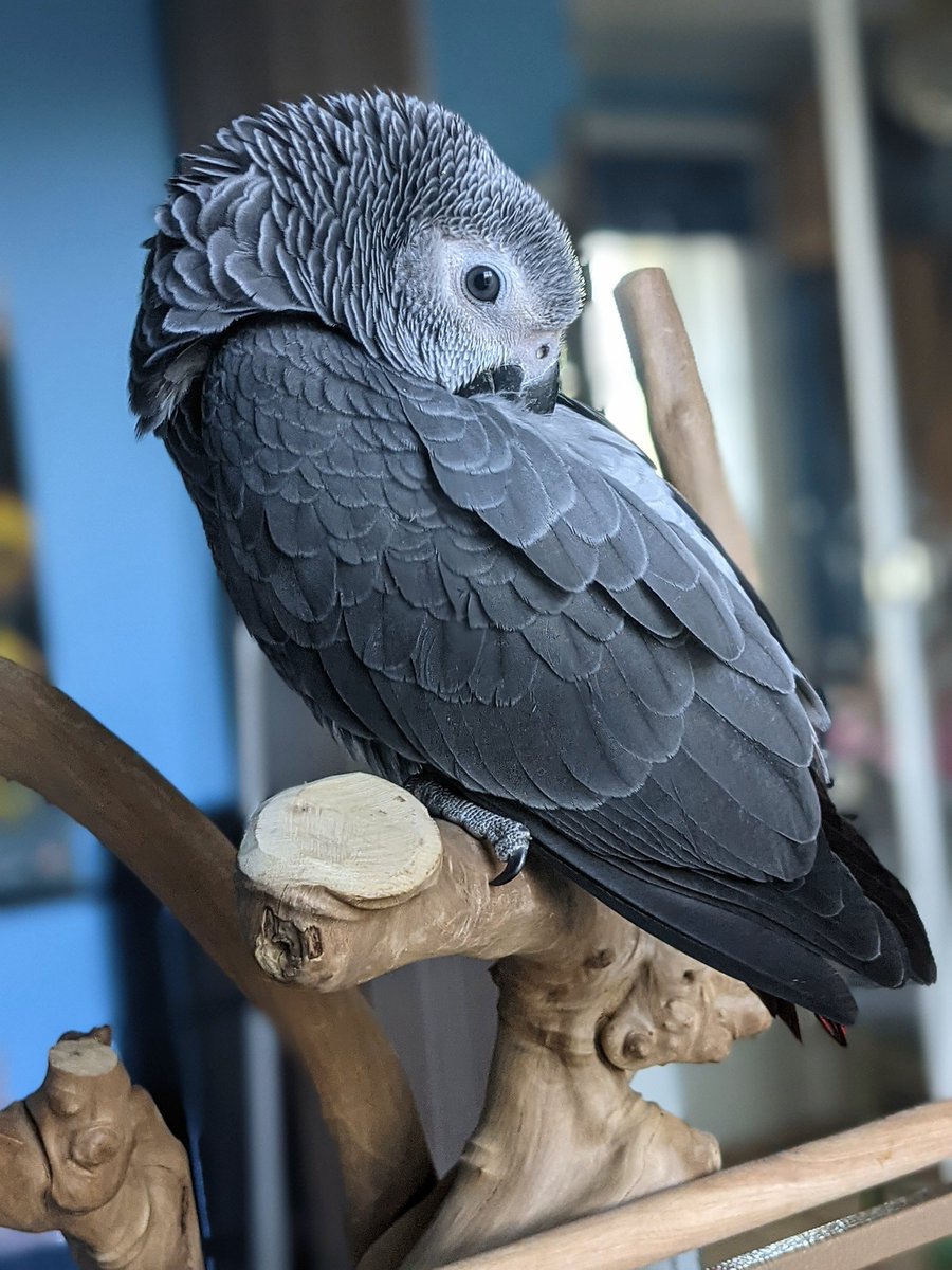 Riku_The_Parrot's tweet photo. Imagine sleeping with our heads nuzzled into our backs 😮 Birds are bizarre little things.
Meanwhile, many of us wake up with stiff necks and sore backs when we fall asleep against a bus window for five minutes 😆
#parrots #africanparrots #sleepyanimals #fluffypets #pets https://t.co/1sKqZ9WgRf