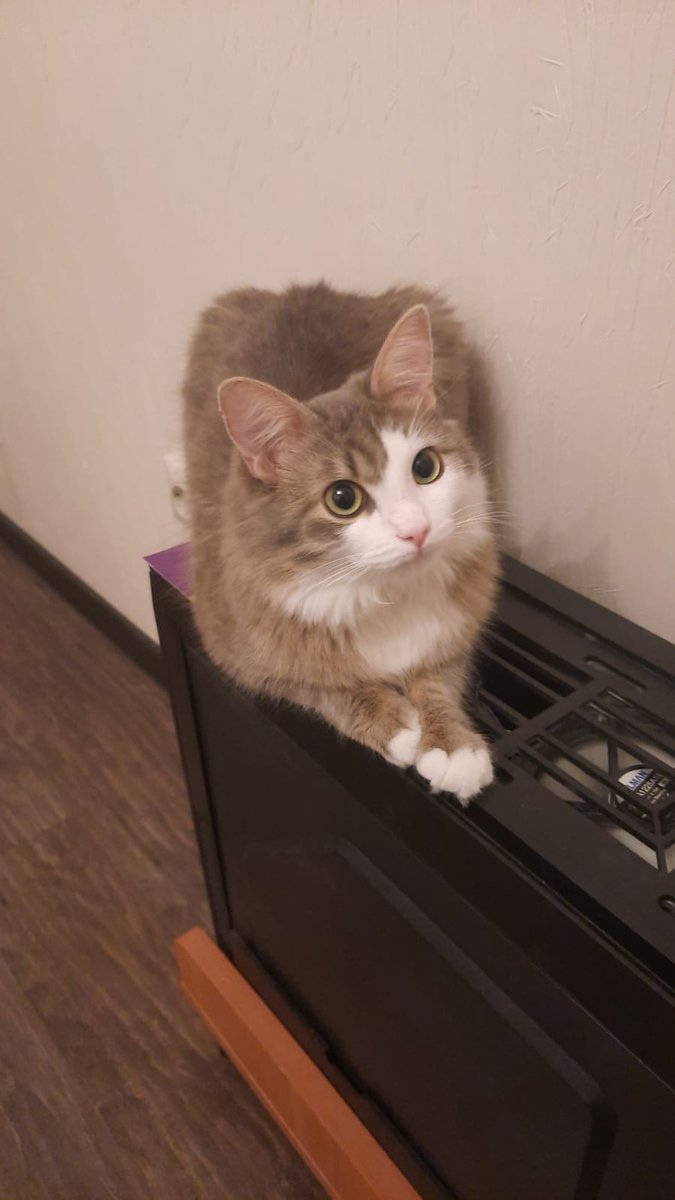 Уменя Лапки tweet media