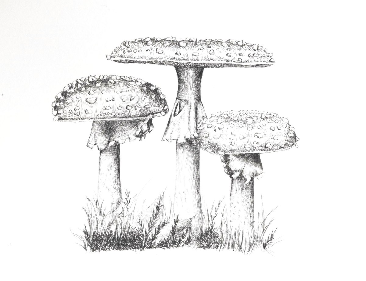 Pen drawing of some Fly agaric mushrooms 🍄🍄

#artistontwitter #pendrawing #dailyart