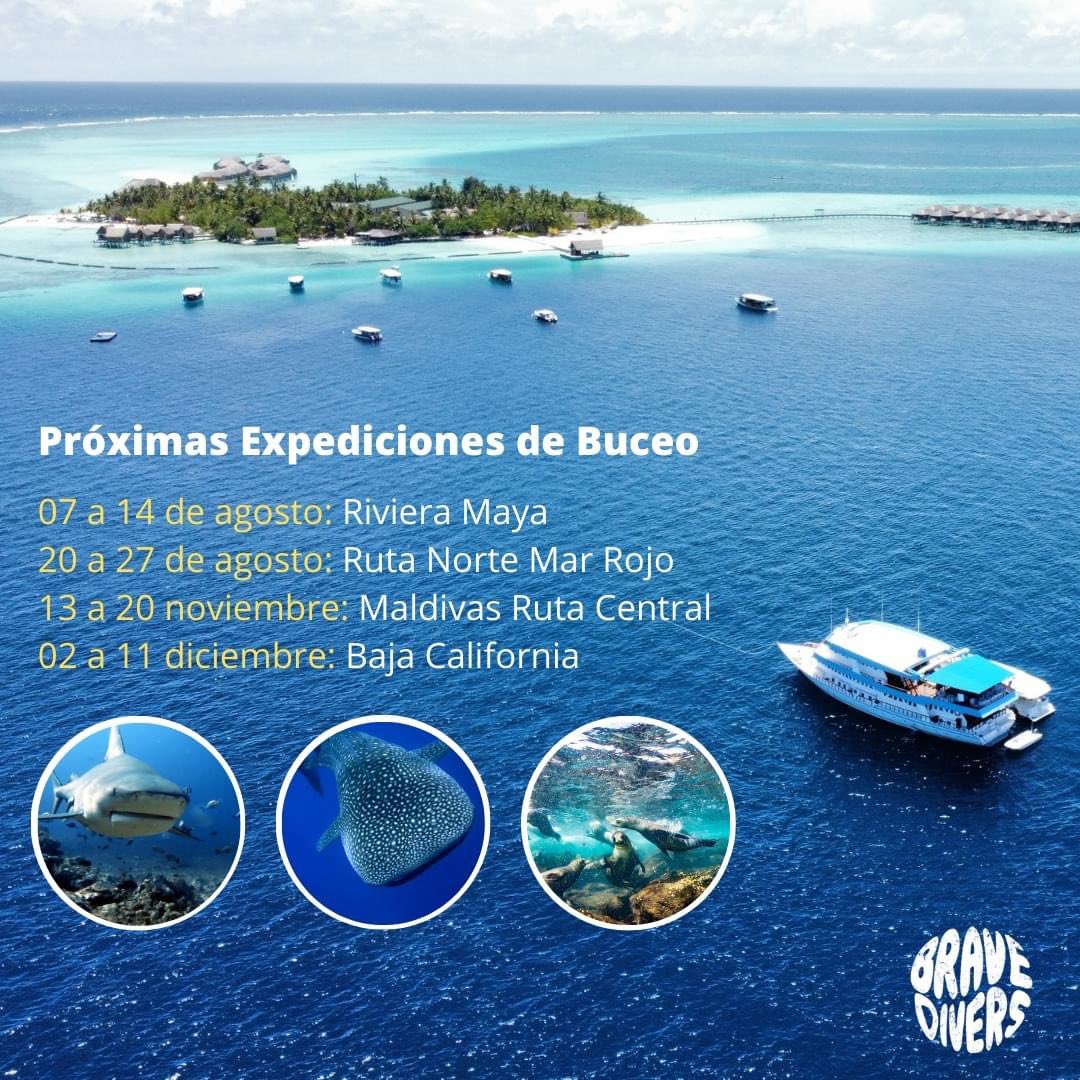 BraveDivers's tweet photo. ¿Buscando el mejor destino de buceo para este año? Ahí van nuestras expediciones de buceo ;)

Del 07 al 14 de agosto: Riviera Maya
Del 2 al 27 de agosto: Mar Rojo ruta Norte
Del 13 al 20 de Noviembre: Maldivas Ruta Central
Del 02 al 11 de ndiciembre: Baja California Sur https://t.co/hFjDDFQx7T
