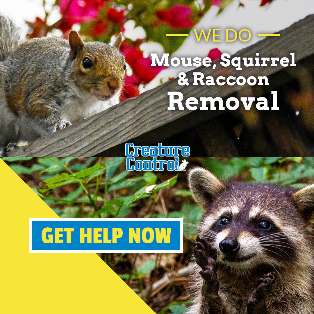 CreatureContro1's tweet image. Do you hear a chattering, gnawing, or heavy walking sound in the attic? You may have a family of mice, a squirrel, or a raccoon in your house. For wildlife removal and prevention, call us today!

📲 Call: (800) 441-1519
💻Schedule an appointment:
creaturecontrol.net/contact