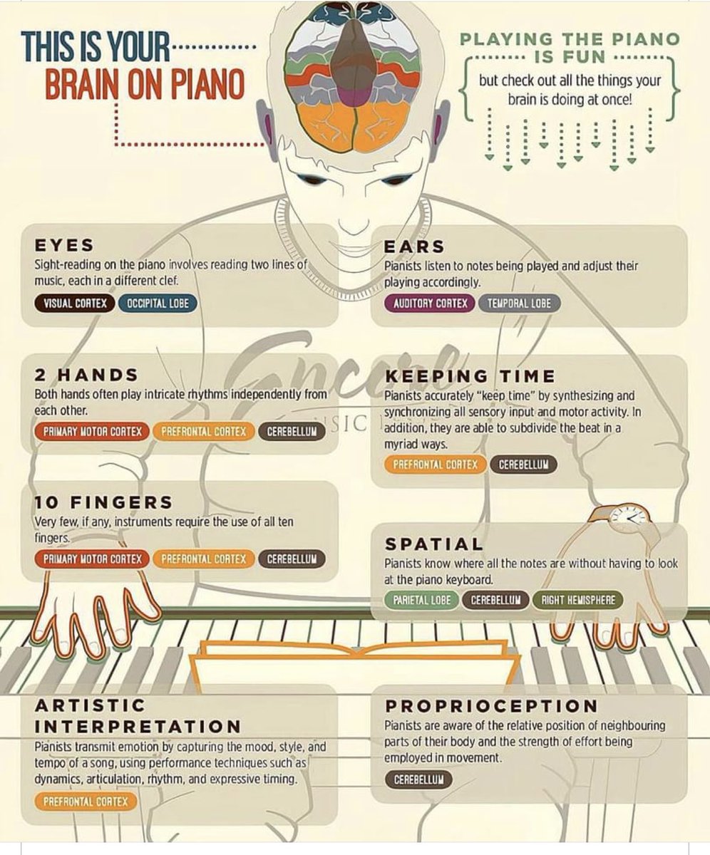 playinglesshurt's tweet photo. This is your brain not only on #piano but playing any musical instrument! Playing enhances all learning! #music #musiced https://t.co/MygBXMf9qW