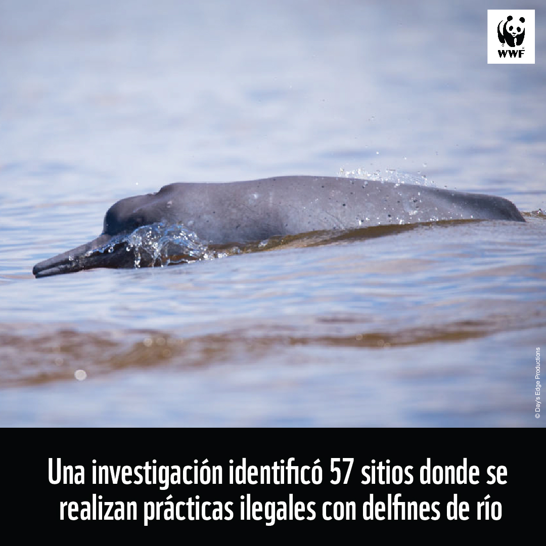 WWF_LAC's tweet photo. Las amenazas para los delfines de río continúan y la cacería es una de las principales.
Una investigación halló cuáles son los sitios de cacería, comercio, uso medicinal y consumo de los delfines en las cuencas de los ríos Amazonas, Orinoco y Tocantins: https://t.co/Z4V1Xl61dv https://t.co/uq393vMfy5