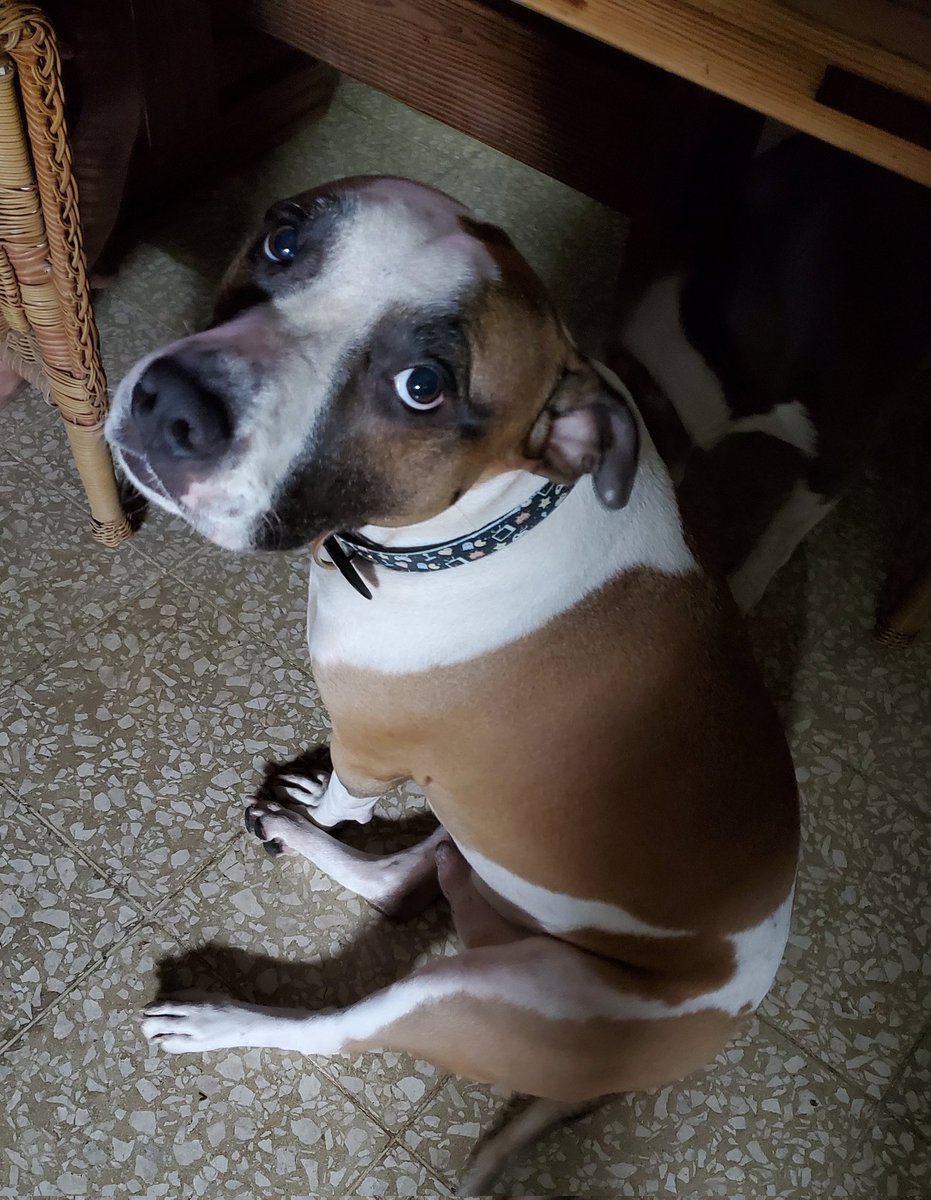 JaxPitbull's tweet photo. Can you all help get Jax 200 followers before tomorrow?? We follow back!! - thanks wuv Bosco https://t.co/j7tvakgk7D