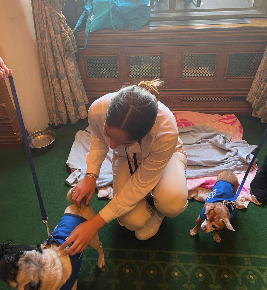 Cuddles with Jack &amp; Pancake at <a href="/Battersea_/">Battersea</a>’s Parliamentary Reception today 🐶

Hoping Chester, my family’s rescue pup, doesn’t get too jealous 😅

#RescueIsMyFavouriteBreed