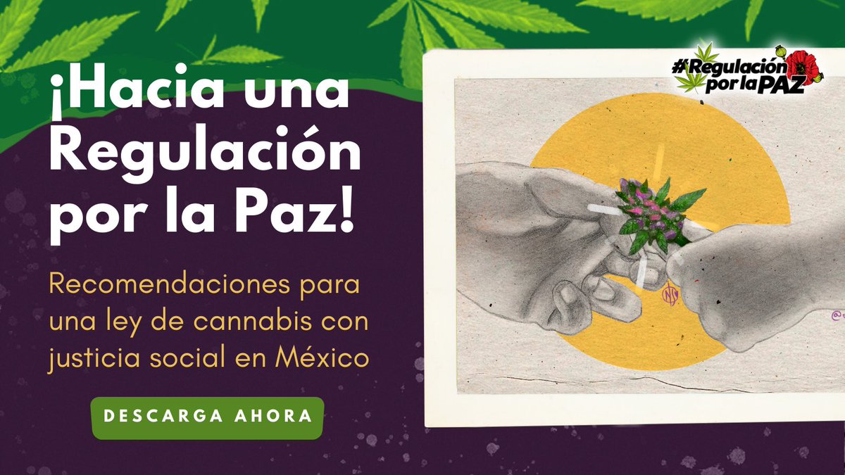 Madagocha93's tweet photo. 🚩 ¿Ya descargaste Hacia una #RegulaciónPorLaPaz? Propuesta desde la sociedad civil para sentar las bases del proyecto en materia de #cannabis que necesita nuestro país. 

¡No te la pierdas! ➡ https://t.co/hqh0V9JDO6 https://t.co/vpQ30mokaI