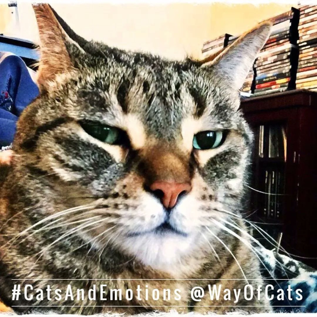 WayofCatsbook's tweet photo. Cat Appreciators: Condemned to Doubt about cat love. | the Way of Cats https://t.co/DRyyH7S3D1
My entire Cat Appreciating career, I have dealt with those who are utterly convinced I am delusional.
#CatMythbusting #CatLovers #CatHearts #CatsOfTwitter https://t.co/YveO5K4cfd