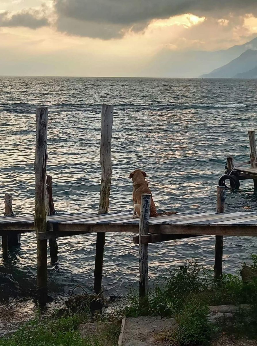 'Esta bonita imagen fué captada hace unos meses en el Lago Atitlán en Sololá, donde un peludito está contemplando tranquilamente un hermoso atardecer... '🐾♥️