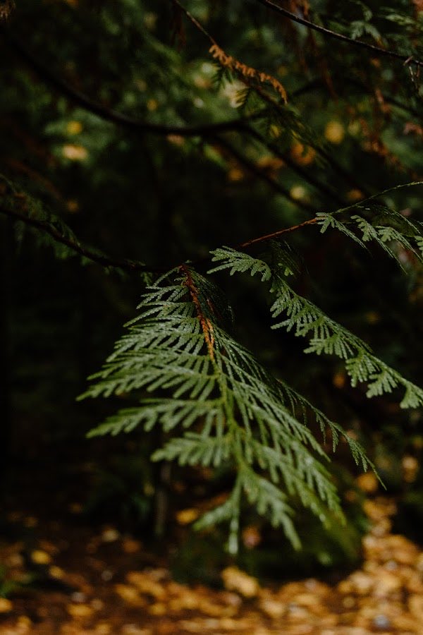 MollyHolmberg's tweet photo. moody oregon, deep in the cascade mountains
Own this #nft now https://t.co/NLjyUvrYjy #NFTdrop #NFTCommumity #nftphotographer https://t.co/tLWK6wzOQv