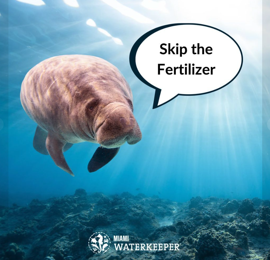 dfoceans's tweet photo. Its #FERTILIZERFREE SZN in Miami! @MiamiDadeBCC passed a fertilizer ordinance to prevent nutrient pollution from flowing into our Bay, by prohibiting the use of fertilizer during the rainy season (May 15-Oct 31) and MORE. Thank you @MiamiWaterkpr for pioneering this #WaterWin! https://t.co/zktKAJhTFY