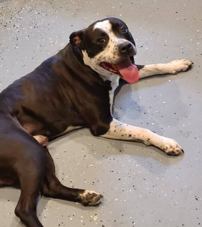 #DoYouKnowThisDog? N Kilbourn Ave and Rightwood, #BelmontGardens, #Chicago, #CookCounty, IL,  60639.  

Male - Pit Bull - Black/White.  Found: 2022-05-13

CONTACT:   (312) 914-6114 
Email:  b55aa7df@contact.petfbi.org 

More Info: ift.tt/KoawfSp 
To search our listings…