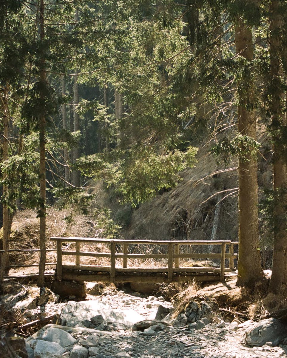 elsstrr's tweet photo. Val di Rabbi on Kodak Portra 160 https://t.co/EzejIG97oi