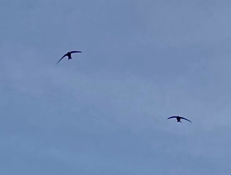 yorkhillgreen's tweet image. Fantastic to see 2 Swifts above Overnewton Park and the old Steiner School in Yorkhill today! Briefly seen on Sunday too. Will add to #SwiftMapper