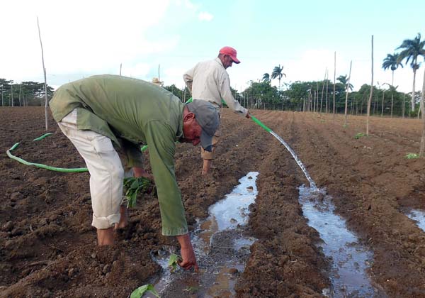 SalvadorValdesM's tweet photo. Celebramos hoy el #DíaDelCampesino, a 63 años de la firma de la Primera Ley de Reforma Agraria que reivindicó los derechos de los humildes trabajadores del campo. Felicidades a los hombres y mujeres que día a día cultivan la tierra con el amor y la entrega de las almas más nobles https://t.co/DP0GH7g9us
