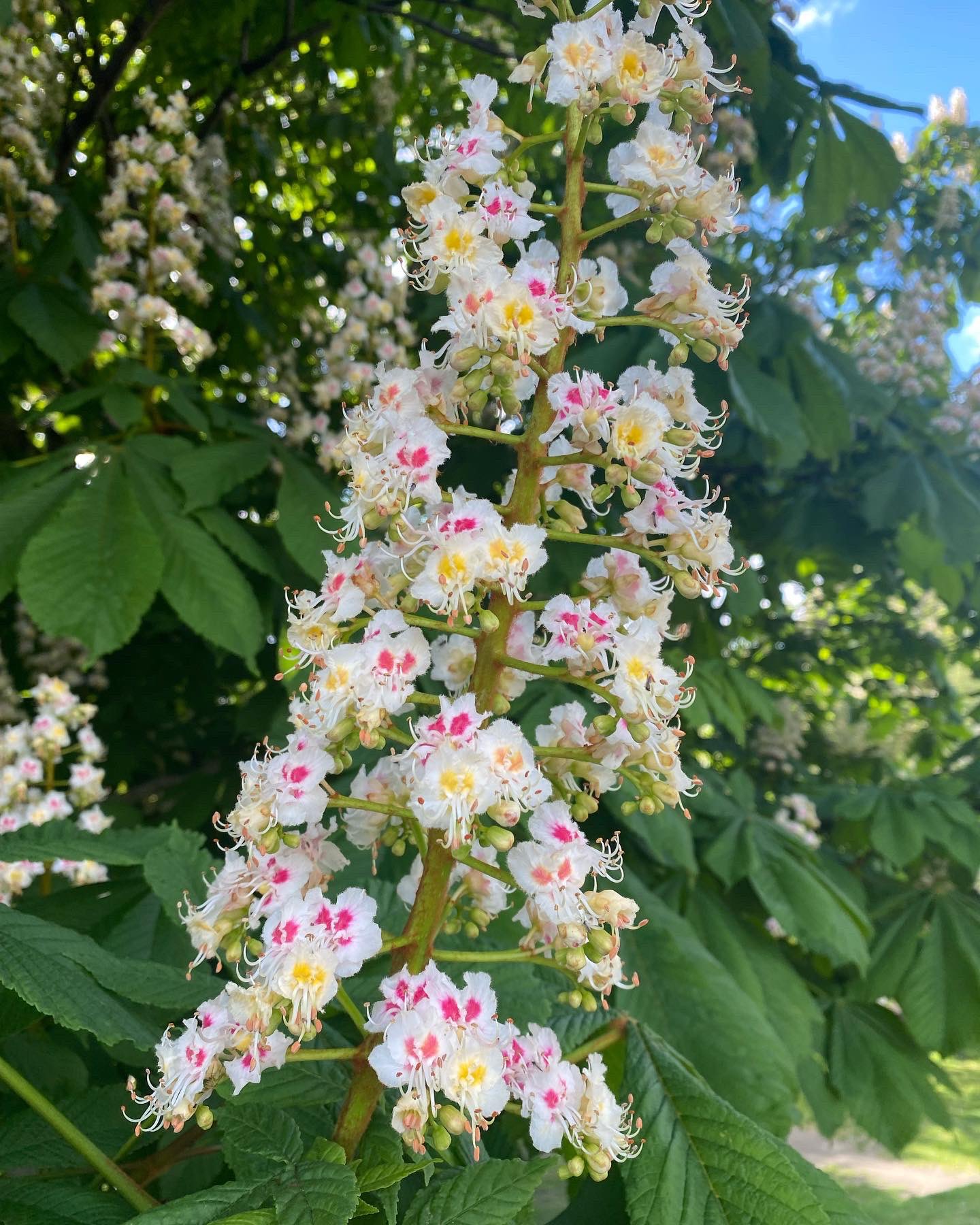 マロニエの花 Twitter Search Twitter