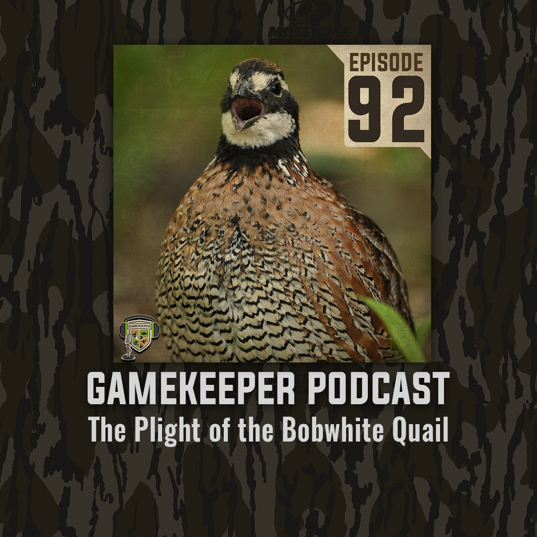 MOGameKeepers's tweet image. This week on the Gamekeepers podcast we have Dr. Mark McConnell of Mississippi State University and grad student Olivia Lappin sitting between the turkeys and talking wild bobwhite quail. mossyoakgamekeeper.com/podcasts/ep92-…