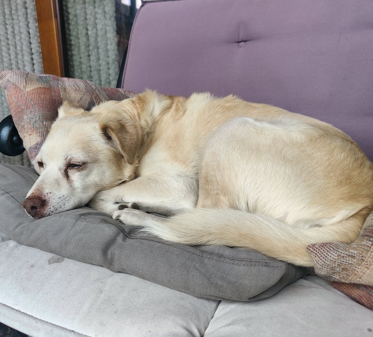 BasEnBobbie's tweet photo. Lekker lui
Nice and lazy
#lui #luieren #luiedag #slaap #slapen #lekkerslapen #dutje #dutjedoen #slaaplekker #lekkerlatenliggen #slapenopdebank #lazy #lazyday #nap #naptime #sleep #sleeping #sleepwell #sleeponthecouch #letitlie #rescuedog #rescuedogs https://t.co/Jzo9mNRyDQ