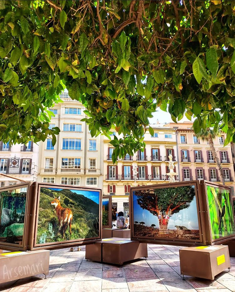 📣FOTO DEL DÍA

🔔Síguenos: <a href="/LateMalaga/">Late Málaga | Cultura, Historia y Gastronomía</a> 

📍Plaza de la Constitución, Málaga.

Créditos: xana_ar (instagram)

#latemalaga #malaga #andalucia
