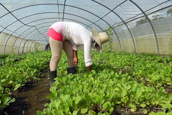 SalvadorValdesM's tweet photo. Celebramos hoy el #DíaDelCampesino, a 63 años de la firma de la Primera Ley de Reforma Agraria que reivindicó los derechos de los humildes trabajadores del campo. Felicidades a los hombres y mujeres que día a día cultivan la tierra con el amor y la entrega de las almas más nobles https://t.co/DP0GH7g9us