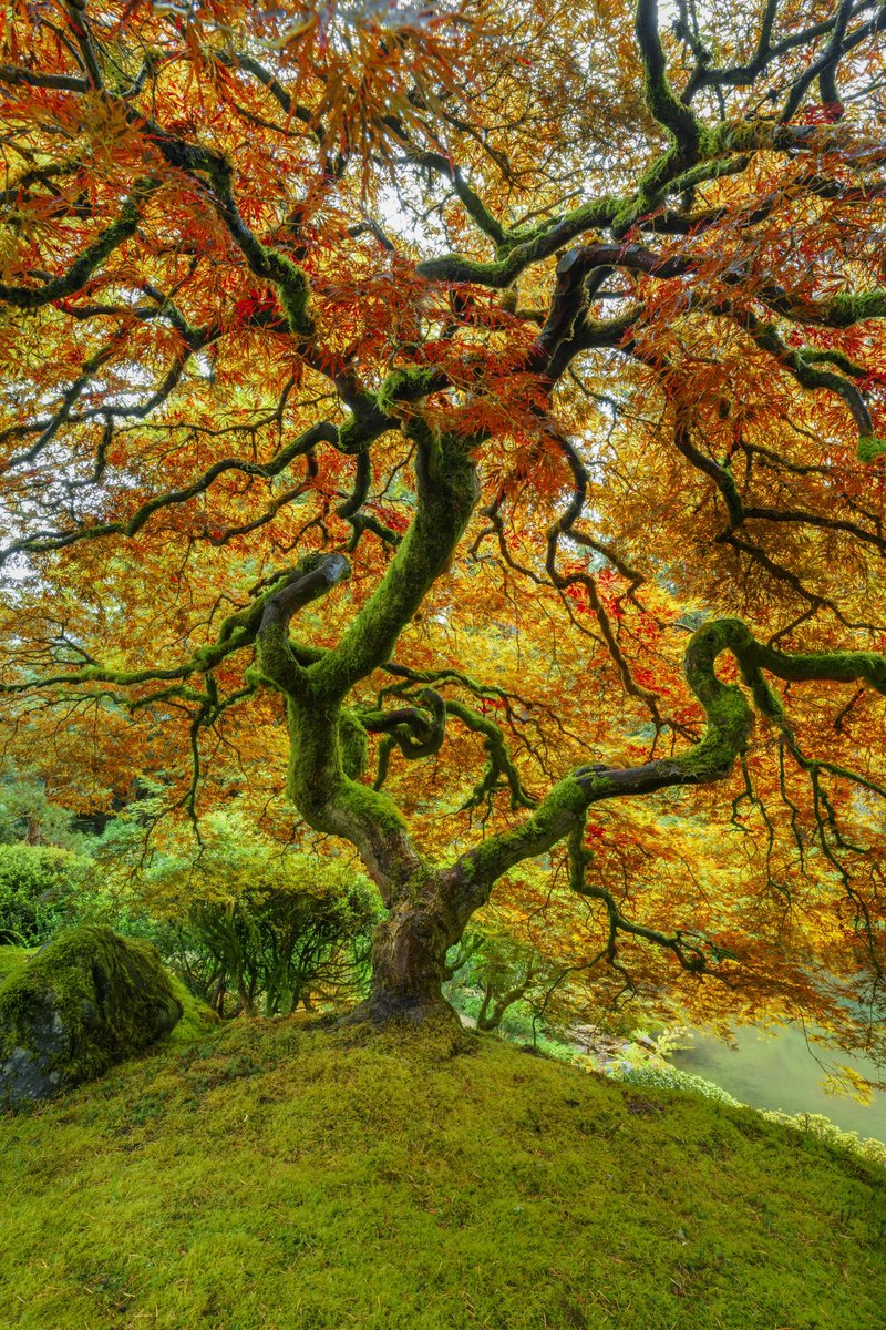 LADsociety1's tweet image. Another addition to our collectors images from our NFT fundraiser! #NFTs #NFTshill #NFTCommuntiy #NFTGiveaways #NFTProjects #nft #crypto #cryptocurrecy #Ukraine