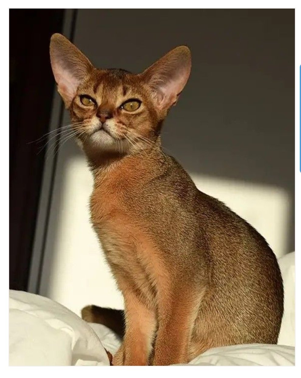 Абиссинская кошка