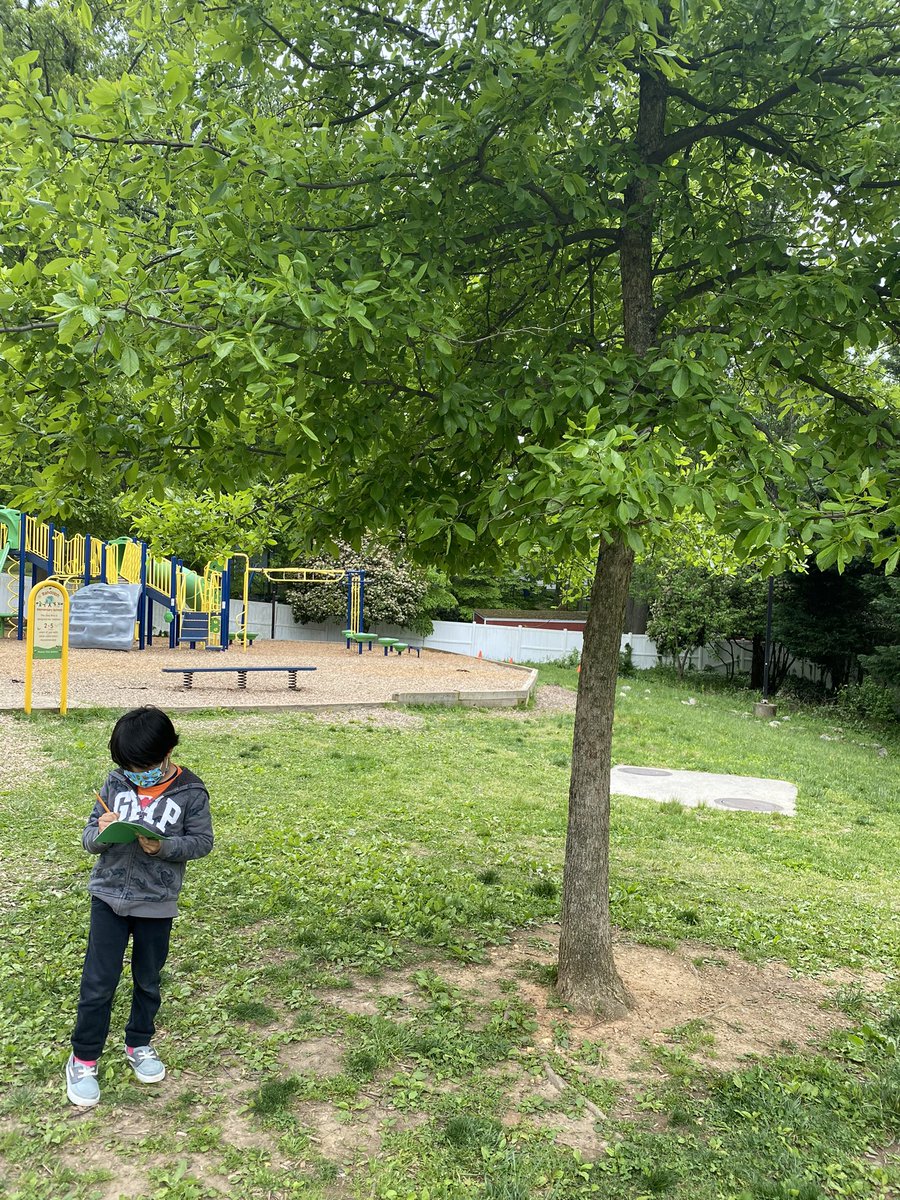 MrsKowalevicz's tweet photo. First graders used field notebooks just like @georuzo to record our plant observations 🌱🌳📒✏️ #explorerimprint #educatorexplorer @Explorer1mprint #youngexplorers #explorermindset  @RandolphStars @APSscience #sharingtheplanet https://t.co/CMhPm15OfE
