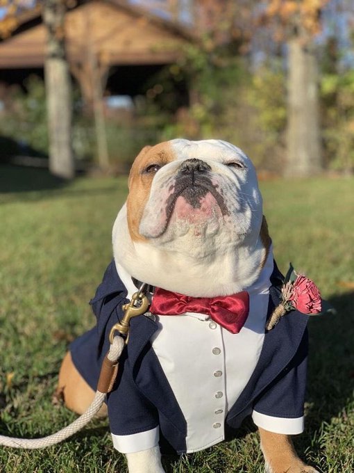 genius_dogs tweet picture