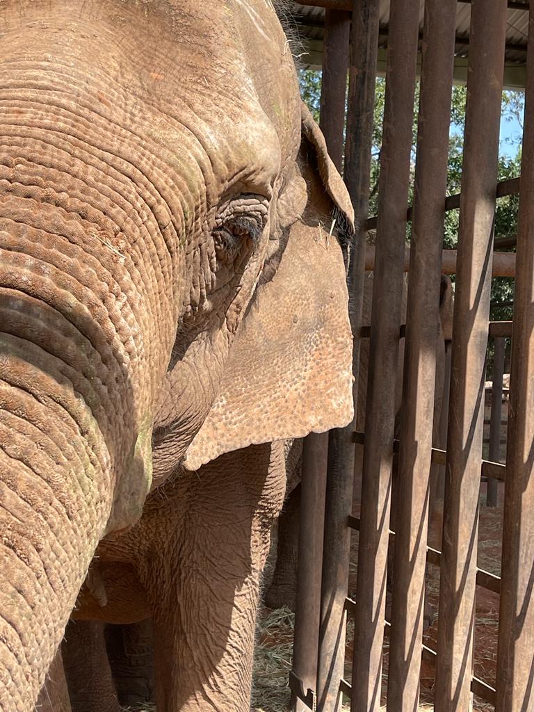 Global Sanctuary for Elephants tweet media
