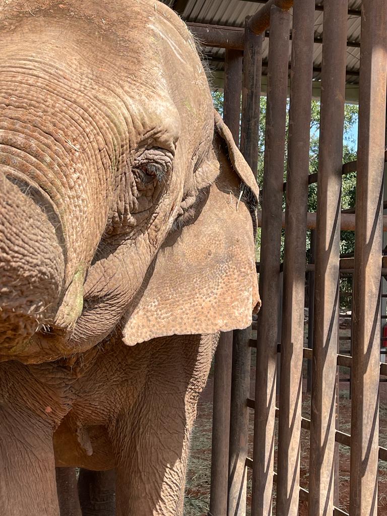 Global Sanctuary for Elephants tweet media