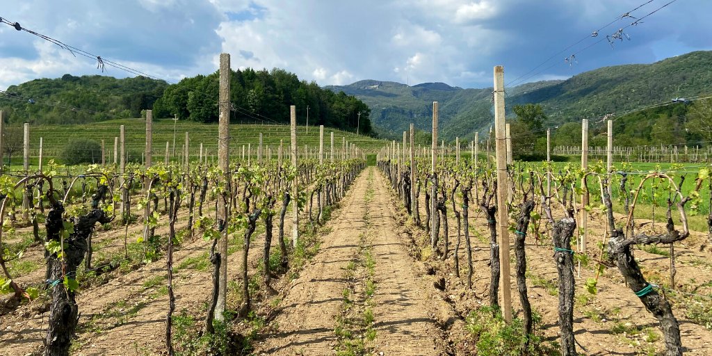 Are you applying this year? Are you prepared? Applications for the MW study programme are open, with only 10 days remaining to complete part one of the process. Find out more: mastersofwine.org/apply #mastersofwine