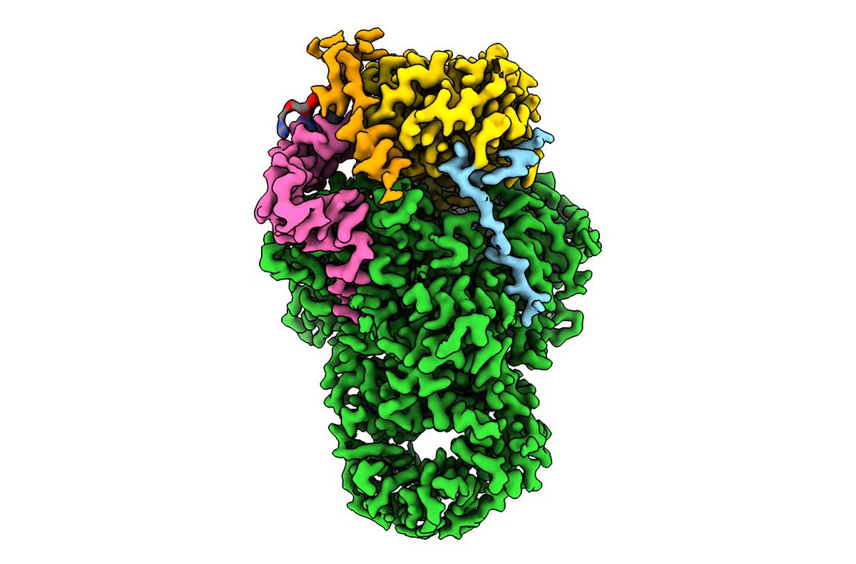 Work from <a href="/rodriguezmol/">Juan B Rodriguez Molina</a> on the role of Mpe1 in mRNA 3' end processing is now out in <a href="/MolecularCell/">Molecular Cell</a> !
This was a team effort including <a href="/FJ_OReilly/">Francis O'Reilly</a> <a href="/FagarasanHolly/">Holly Fagarasan</a> <a href="/EleanorSheekey/">Eleanor Sheekey</a> <a href="/RappsilberLab/">Rappsilber laboratory</a> <a href="/ERC_Research/">European Research Council (ERC)</a> @MRC_LMB