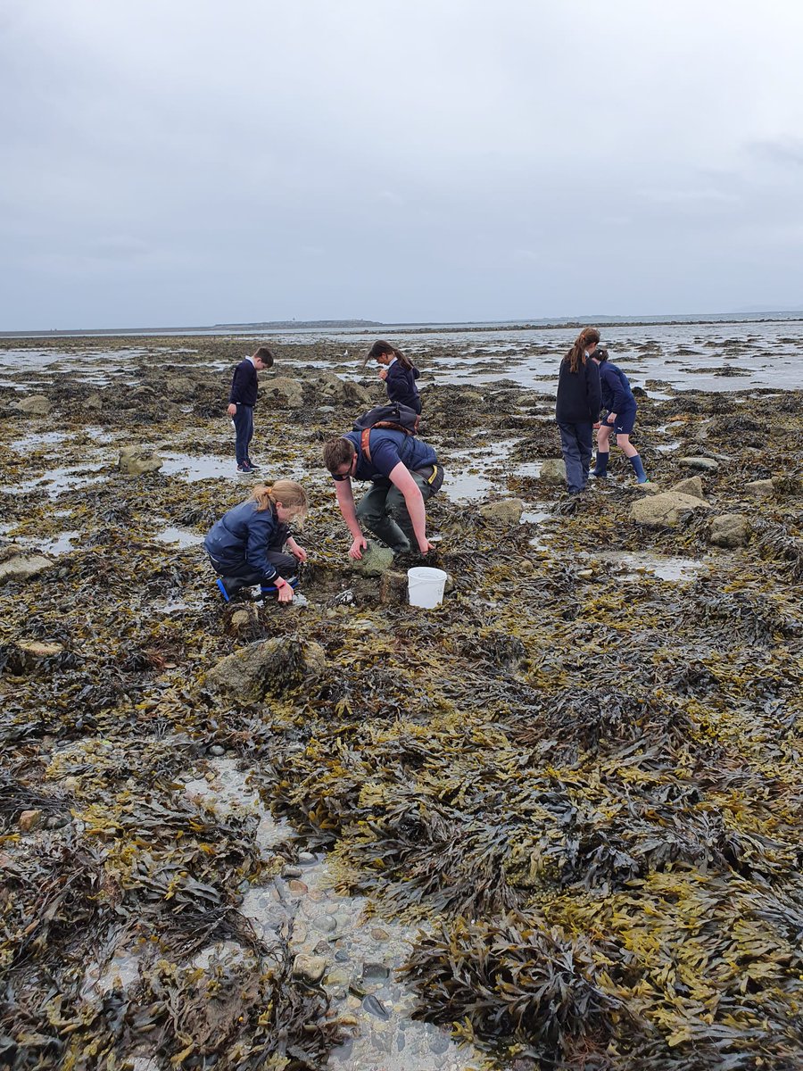 SMoycullen's tweet photo. Chuaigh R5 go dtí an trá inniu le @GalwayAquarium ar son @explorersedu!
Míle buíochas! Bhí an lá go deo acu 🐟🐙🐚
Thank you for a fantastic day exploring the seashore as part of the Explorers Education Programme with the Galway Atlantaquaria!
#pdststem #edshareie #edchatie https://t.co/RSQR1iD1mr