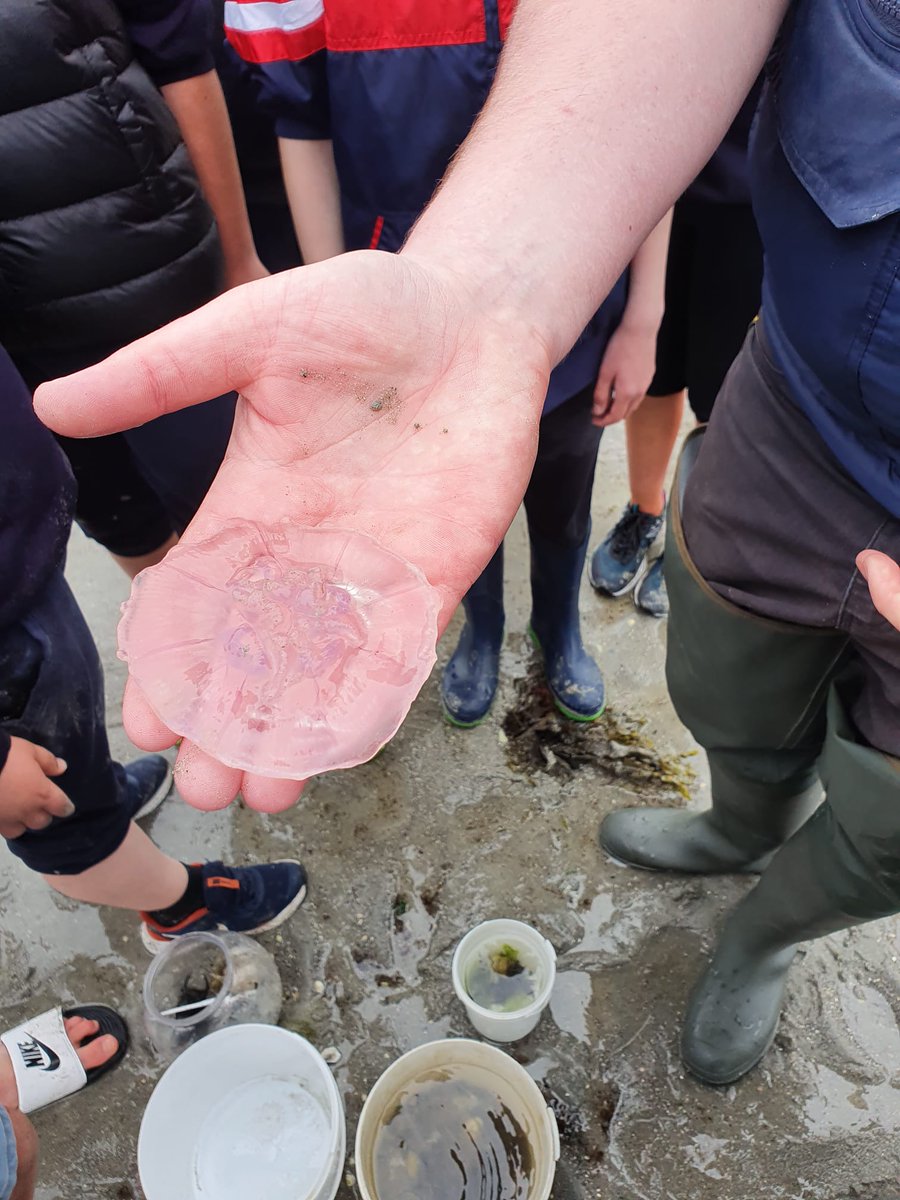 SMoycullen's tweet photo. Chuaigh R5 go dtí an trá inniu le @GalwayAquarium ar son @explorersedu!
Míle buíochas! Bhí an lá go deo acu 🐟🐙🐚
Thank you for a fantastic day exploring the seashore as part of the Explorers Education Programme with the Galway Atlantaquaria!
#pdststem #edshareie #edchatie https://t.co/RSQR1iD1mr