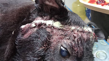 MirniaT's tweet photo. YA #OTAMI ESTA OPERADA @leonardomoleiro gracias a la misericordia de Dios y ahora comienza su recuperación https://t.co/FdFXTQdDuc