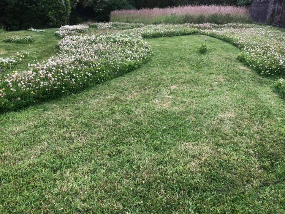 dornochlassie's tweet photo. #RealGrass #NoMowMay #BloomInJune #KneehighJuly letโs keep grass verges wild, wild pollintor patches, #NoPlasticGrass #Wildlife #wildflower #insects #nature photo 2021 https://t.co/P5keO4Wess