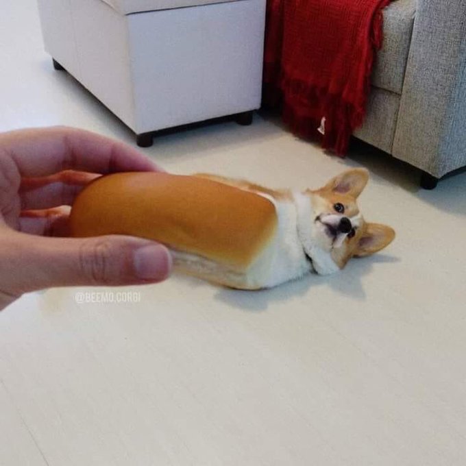 genius_dogs's tweet photo. https://t.co/UiObnXPcVa
