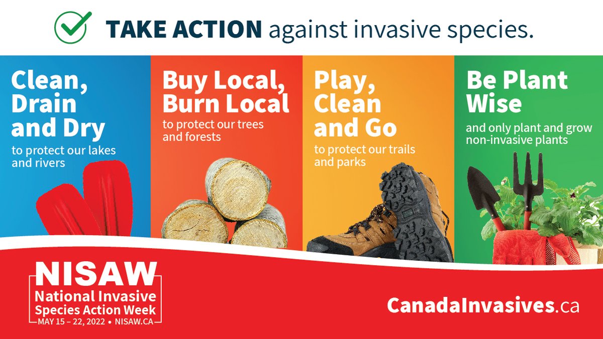 Preventing #invasivespecies when you're outdoors starts with simple steps that protect the health of our landscapes, waterways, and communities! 
Commit today: 
🐟Pledge at CleanDrainDry.ca 
🌲Pledge at BuyLocalBurnLocal.ca
🚴Pledge at  PlayCleanGo.ca
#NISAW