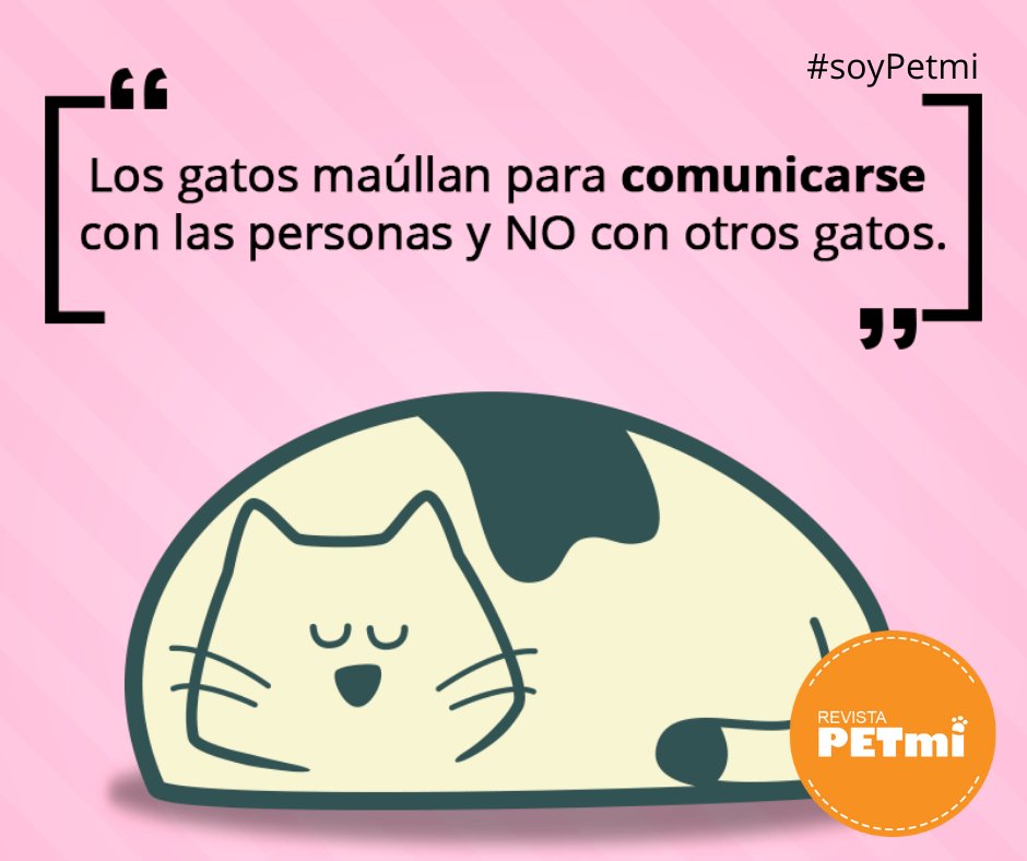 Sabías que los gatos maúllan para comunicarse con las personas y no con otros gatos.. #datoscuriosos #gatos #soypetmi