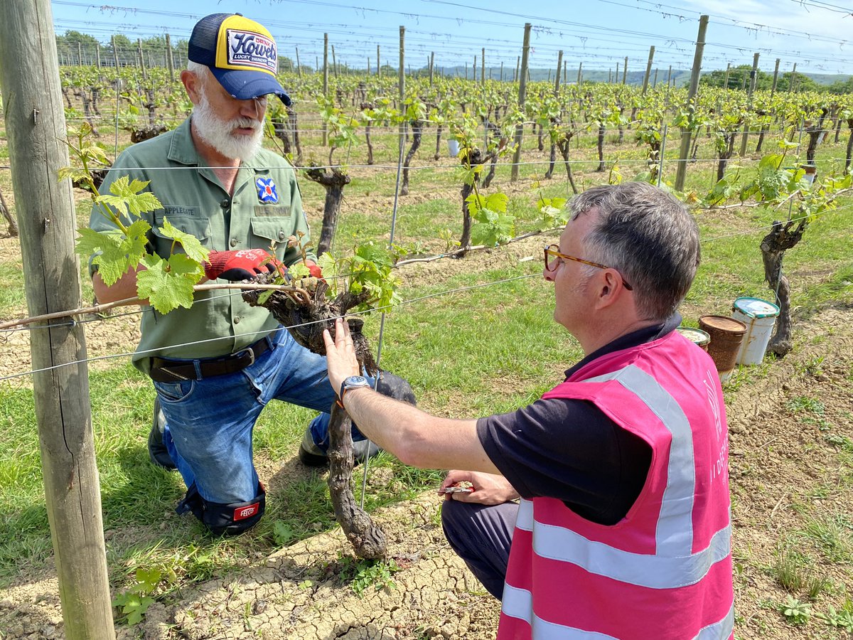 RidgeviewWineUK's tweet photo. Fantastic to have the Vine Master Pruner Marco visit on a gorgeous day in the Ridgeview Chardonnay vines @simonitesirch Lending valuable advice to our Vineyard Manager @Strugz Pruning is where it all begins.
#AlwaysTimeToLearn #Pruning #Viticulture #EnglishSparklingWine https://t.co/QolXt1n3VO