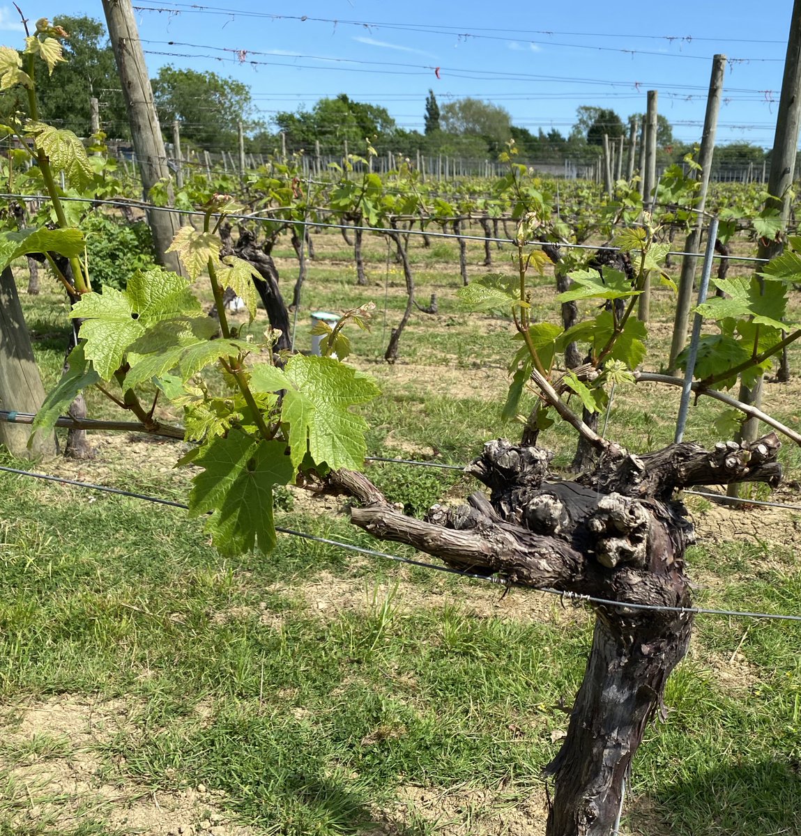 RidgeviewWineUK's tweet photo. Fantastic to have the Vine Master Pruner Marco visit on a gorgeous day in the Ridgeview Chardonnay vines @simonitesirch Lending valuable advice to our Vineyard Manager @Strugz Pruning is where it all begins.
#AlwaysTimeToLearn #Pruning #Viticulture #EnglishSparklingWine https://t.co/QolXt1n3VO